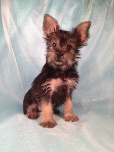 Male Black and Tan Snorkie Pups for sale Ready September or October